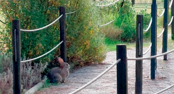 Os coelhos estão à solta pelo Parque Aventura LIPOR