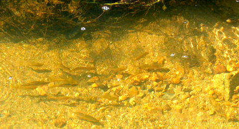 Shoal identified by user of the LIPOR Ecological Trail indicates the improvement of environmental conditions in Rio Tinto river