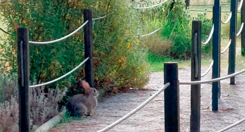 The rabbits are on the loose in Parque Aventura LIPOR